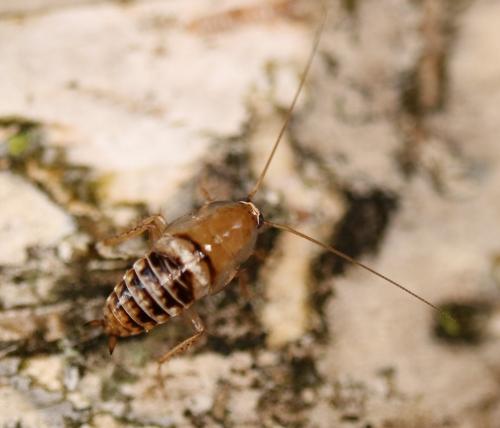 Planuncus vinzi